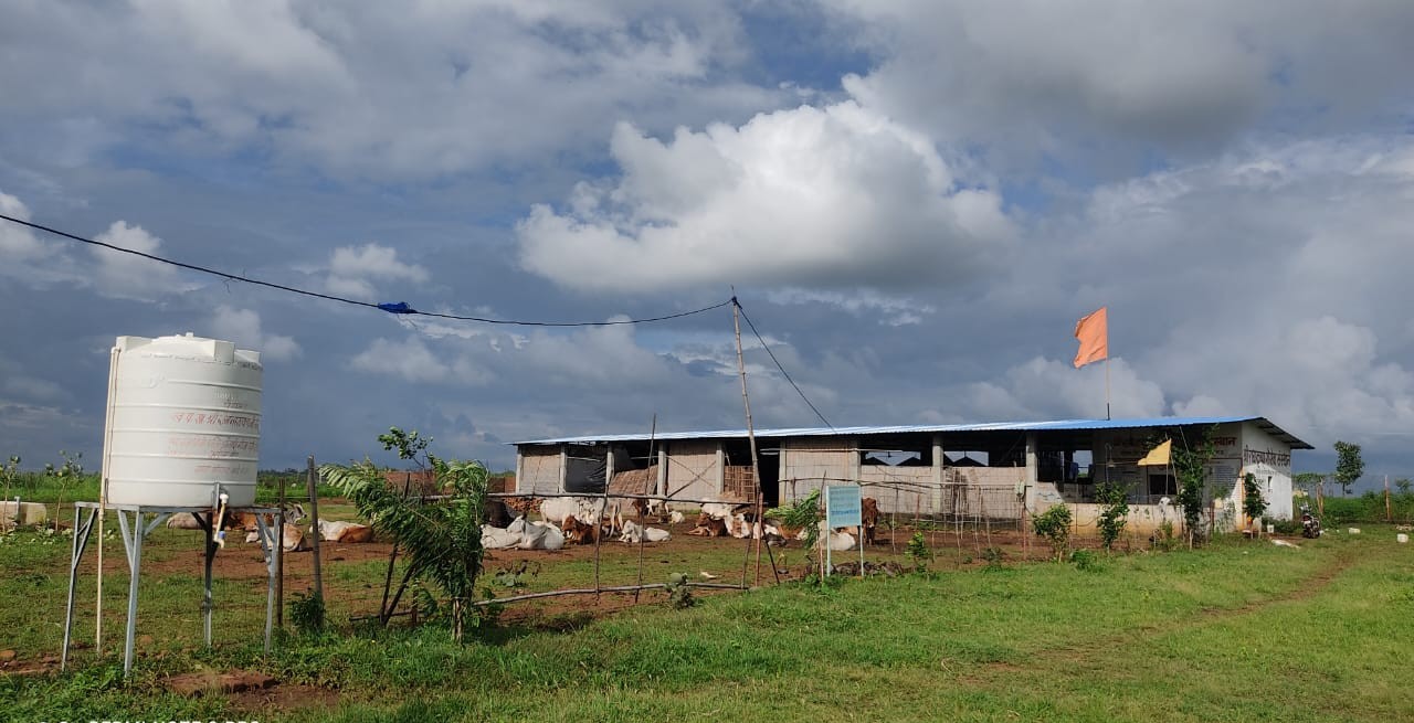 Cow background